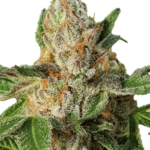 Cadillac Rainbowz<br><span class='indica'> INDICA </span><br><span class='terpenes'>limonene, myrcene, caryophyllene</span>